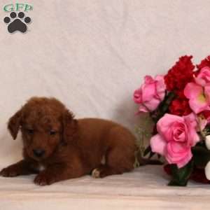 Millie, Mini Goldendoodle Puppy